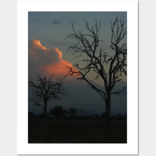 African Trees Dusk Posters and Art